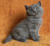 Zdjęcie №1. kot brytyjski krótkowłosy - na sprzedaż w Fredericksburg | 1256zł | Zapowiedź № 98186