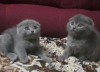 Zdjęcie №1. scottish fold - na sprzedaż w Гамбург | negocjowane | Zapowiedź № 106722