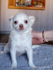 Zdjęcie №3. Szczeniak Chihuahua (chłopiec). Federacja Rosyjska