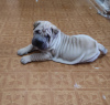 Zdjęcie №1. shar pei - na sprzedaż w Taszkent | 4965558zł | Zapowiedź №11416