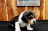 Zdjęcie №1. beagle (rasa psa) - na sprzedaż w Веймар | 1674zł | Zapowiedź №97187