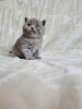Zdjęcie №3. Kot brytyjski krótkowłosy w wieku 12 tygodni.. Grecja