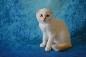 Zdjęcie №1. scottish fold - na sprzedaż w Moskwa | 605zł | Zapowiedź № 3127