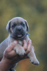 Zdjęcie №3. Cane Corso. Serbia