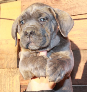 Dodatkowe zdjęcia: Szczenięta Cane Corso