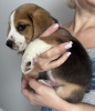 Zdjęcie №3. Szczenięta rasy beagle. USA