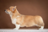 Zdjęcie №2 do zapowiedźy № 36386 na sprzedaż  welsh corgi - wkupić się Ukraina od żłobka