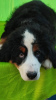 Dodatkowe zdjęcia: Berneński pies pasterski