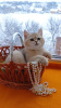 Zdjęcie №1. kot brytyjski krótkowłosy - na sprzedaż w Торонто | 3737zł | Zapowiedź № 32290