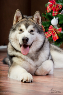 Zdjęcie №1. alaskan malamute - na sprzedaż w Kaługa | 2490zł | Zapowiedź №4413