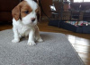 Zdjęcie №3. Urocze szczenięta Cavalier King Charles do bezpłatnej adopcji. Niemcy