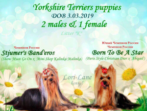 Dodatkowe zdjęcia: Szczenięta Yorkshire Terrier