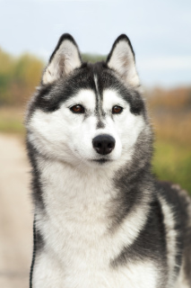 Dodatkowe zdjęcia: Śliczny chłopiec husky