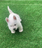 Zdjęcie №1. west highland white terrier - na sprzedaż w Uppsala | negocjowane | Zapowiedź №97897