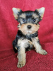 Zdjęcie №1. yorkshire terrier - na sprzedaż w Esti | 1256zł | Zapowiedź №76988