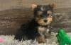 Zdjęcie №1. yorkshire terrier - na sprzedaż w Berlin | 1465zł | Zapowiedź №107525