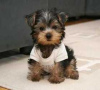 Zdjęcie №3. Szczeniak Yorkshire Terrier Filiżanka do bezpłatnej adopcji. Niemcy