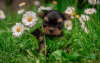 Zdjęcie №1. yorkshire terrier - na sprzedaż w Londyn | Bezpłatny | Zapowiedź №79815