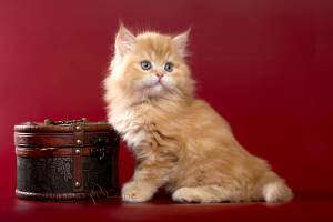 Dodatkowe zdjęcia: Szkockie kocięta - chłopiec z czerwonego marmuru