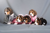 Zdjęcie №4. Sprzedam beagle (rasa psa) w Alabama Shores. prywatne ogłoszenie - cena - 1674zł