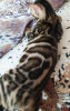 Zdjęcie №2 do zapowiedźy № 7610 na sprzedaż  kot bengalski - wkupić się Federacja Rosyjska od żłobka