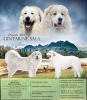 Zdjęcie №2 do zapowiedźy № 30258 na sprzedaż  pirenejski pies górski - wkupić się Litwa od żłobka
