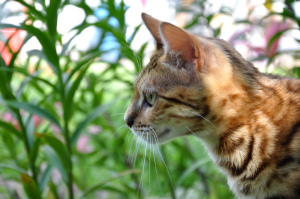 Zdjęcie №2 do zapowiedźy № 1576 na sprzedaż  kot bengalski - wkupić się Federacja Rosyjska od żłobka