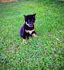 Zdjęcie №1. pies nierasowy - na sprzedaż w Niederanven | negocjowane | Zapowiedź №65741