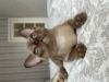 Zdjęcie №2 do zapowiedźy № 64490 na sprzedaż  kot burmski - wkupić się Finlandia od żłobka
