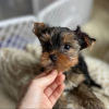 Zdjęcie №1. yorkshire terrier - na sprzedaż w Anchorage | 1585zł | Zapowiedź №112646