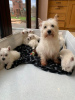 Zdjęcie №3. West Highland White Terrier Welpen zu einem erschwinglichen Preis zu verkaufen.. Niemcy