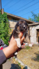 Zdjęcie №1. pies nierasowy - na sprzedaż w Mariupol | Bezpłatny | Zapowiedź №52487