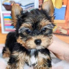 Zdjęcie №4. Sprzedam yorkshire terrier w Гамбург. prywatne ogłoszenie - cena - 1109zł