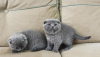 Zdjęcie №1. scottish fold - na sprzedaż w Stockholm | 990zł | Zapowiedź № 121309