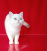 Zdjęcie №2 do zapowiedźy № 13856 na sprzedaż  kot brytyjski krótkowłosy - wkupić się Rumunia od żłobka