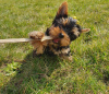 Zdjęcie №1. yorkshire terrier - na sprzedaż w Nowy Jork | 1188zł | Zapowiedź №112310