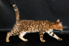 Zdjęcie №2 do zapowiedźy № 81429 na sprzedaż  kot bengalski - wkupić się Federacja Rosyjska hodowca