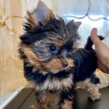 Zdjęcie №3. Kup swoje piękne zaszczepione szczenięta Yorkshire Terrier, które są teraz. USA