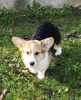 Dodatkowe zdjęcia: Corgi Welsh Pembroke