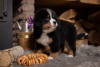 Zdjęcie №2 do zapowiedźy № 9794 na sprzedaż  berneński pies pasterski - wkupić się Białoruś od żłobka
