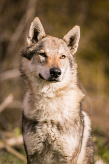 Dodatkowe zdjęcia: Czechosłowackie wilczaki