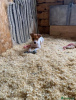 Zdjęcie №1. jack russell terrier - na sprzedaż w Huddersfield | 2344zł | Zapowiedź №75581