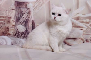Zdjęcie №4. Krycia kot brytyjski krótkowłosy w Federacja Rosyjska. Zapowiedź № 1023