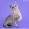 Zdjęcie №3. Liliowy kot birmański. Federacja Rosyjska
