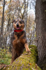 Zdjęcie №2 do zapowiedźy № 72869 na sprzedaż  pies nierasowy - wkupić się Federacja Rosyjska prywatne ogłoszenie