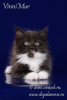Zdjęcie №1. kot syberyjski - na sprzedaż w Petersburg | negocjowane | Zapowiedź № 68535