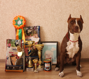 Zdjęcie №3. Dziewczyny Pit Bull Terrier sprzedają. Federacja Rosyjska