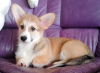 Dodatkowe zdjęcia: Welsh Corgi Pembroke. Ciekawe szczenięta z dokumentami UKU