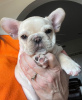 Dodatkowe zdjęcia: Wunderschöne Welpen der Englischen Bulldogge zur Adopcja