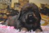 Zdjęcie №2 do zapowiedźy № 9505 na sprzedaż  mastif tybetański - wkupić się Federacja Rosyjska prywatne ogłoszenie